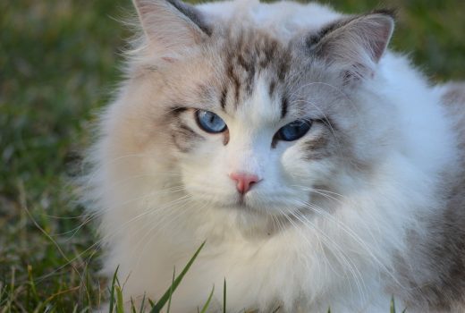 dior, diamanti blu, gatto, ragdoll, seal bicolor tabby, peloso, bello, occhi blu, tica