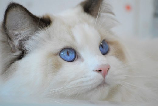 lindor, diamanti blu, gatto, ragdoll, chocolate bicolor, peloso, bello, occhi blu, tica 