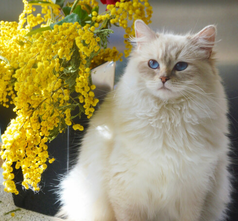 Jolie, diamanti blu, gatto, ragdoll, lilac mitted tabby, peloso, bello, occhi blu