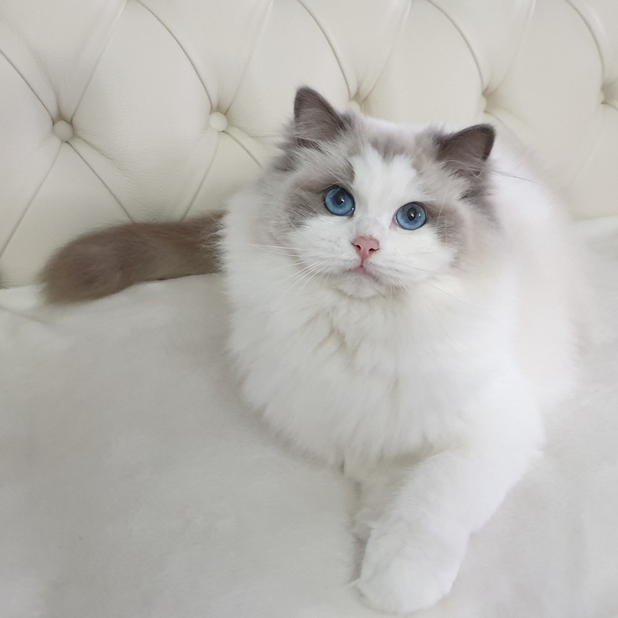 mimosa, diamanti blu, gatto, ragdoll, blue bicolor, peloso, bello, occhi blu