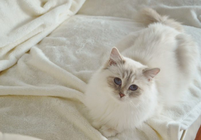 Jolie, diamanti blu, gatto, ragdoll, lilac mitted tabby, peloso, bello, occhi blu