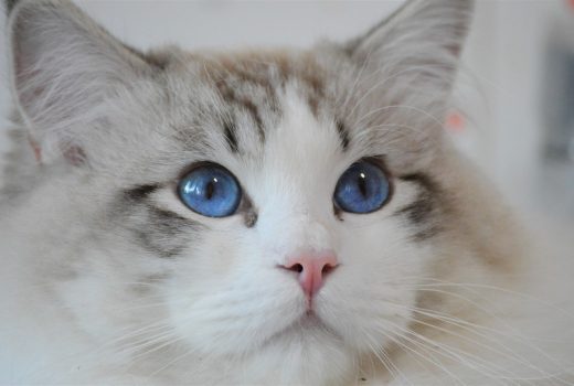 dior, diamanti blu, gatto, ragdoll, seal bicolor tabby, peloso, bello, occhi blu, tica