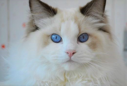 lindor, diamanti blu, gatto, ragdoll, chocolate bicolor, peloso, bello, occhi blu, tica 