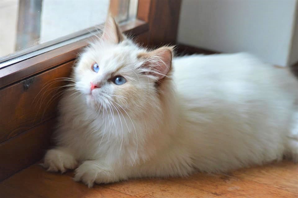 cleopatra, diamanti blu, gatto, ragdoll, chocolate bicolor, peloso, bello, cioccolato, occhi blu