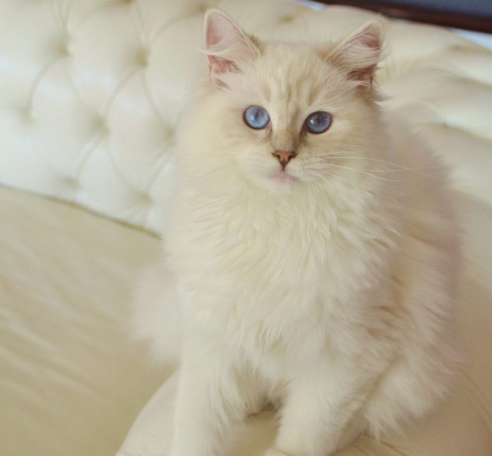 Jolie, diamanti blu, gatto, ragdoll, lilac mitted tabby, peloso, bello, occhi blu