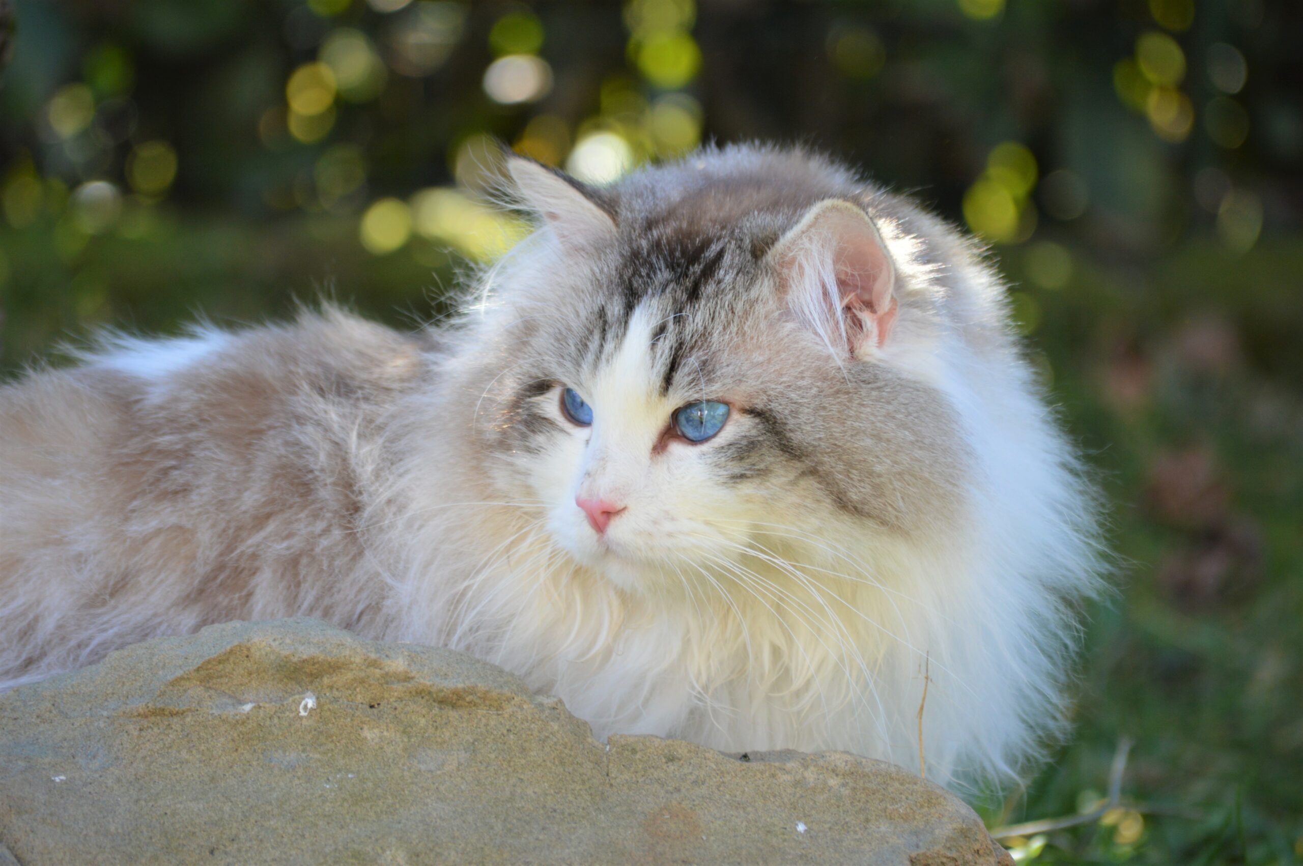 dior, diamanti blu, gatto, ragdoll, seal bicolor tabby, peloso, bello, occhi blu, tica