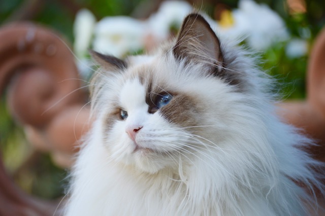 cleopatra, diamanti blu, gatto, ragdoll, chocolate bicolor, peloso, bello, cioccolato, occhi blu