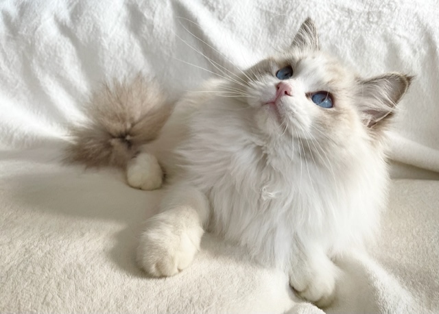 lullaby, diamanti blu, gatto, ragdoll, chocolate bicolor tabby, peloso, bello, occhi blu, tica