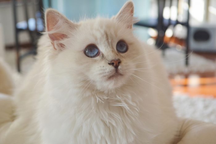 Jolie, diamanti blu, gatto, ragdoll, lilac mitted tabby, peloso, bello, occhi blu