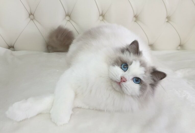 mimosa, diamanti blu, gatto, ragdoll, blue bicolor, peloso, bello, occhi blu