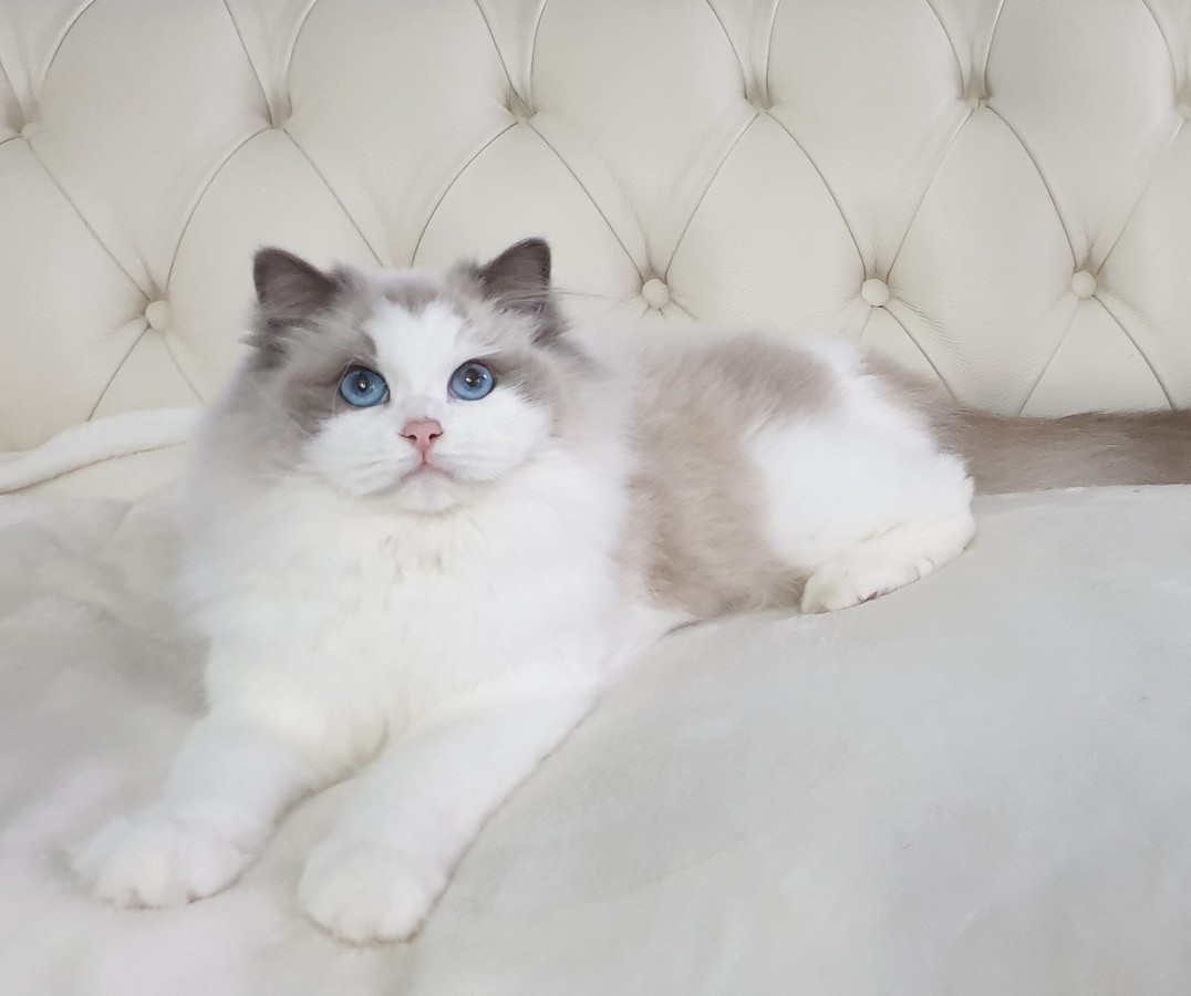 mimosa, diamanti blu, gatto, ragdoll, blue bicolor, peloso, bello, occhi blu