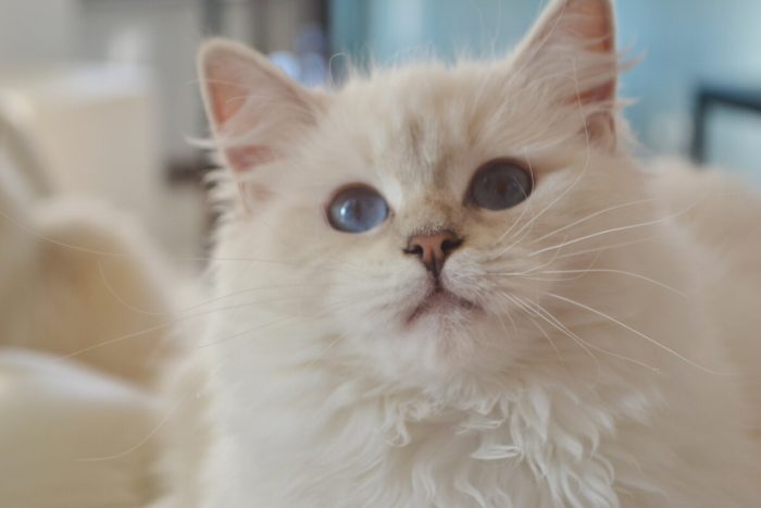 Jolie, diamanti blu, gatto, ragdoll, lilac mitted tabby, peloso, bello, occhi blu