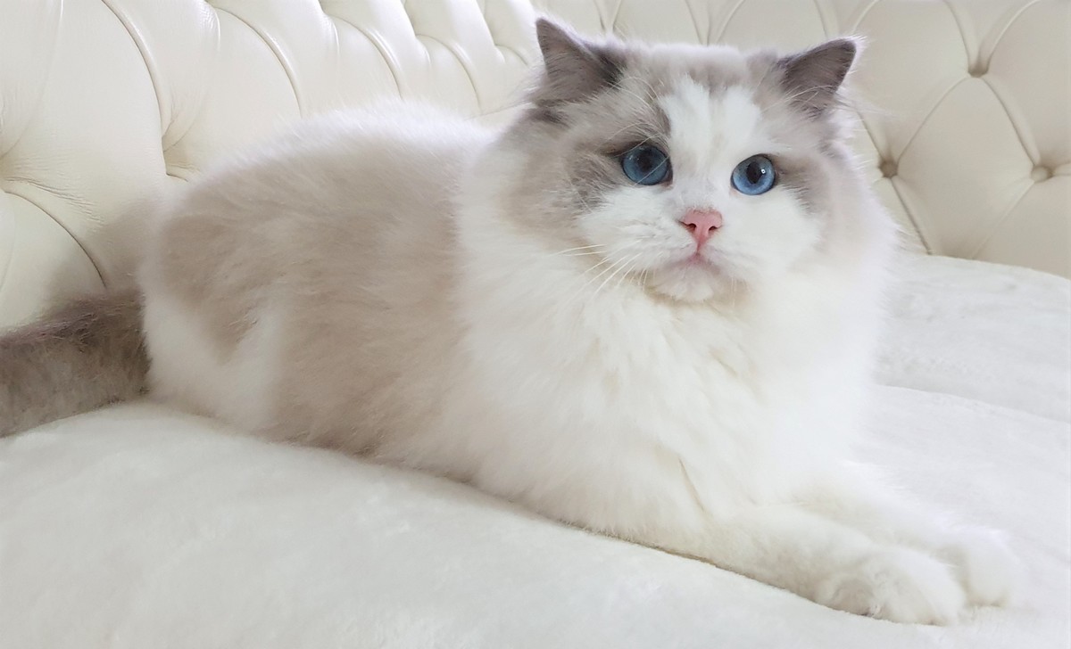 mimosa, diamanti blu, gatto, ragdoll, blue bicolor, peloso, bello, occhi blu