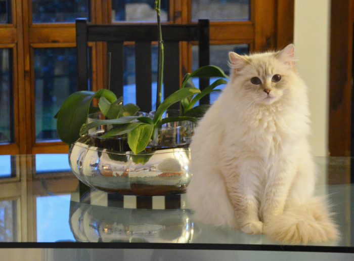 Jolie, diamanti blu, gatto, ragdoll, lilac mitted tabby, peloso, bello, occhi blu