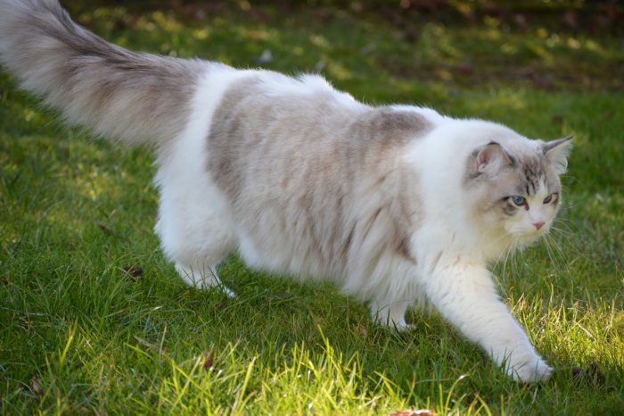 dior, diamanti blu, gatto, ragdoll, seal bicolor tabby, peloso, bello, occhi blu, tica